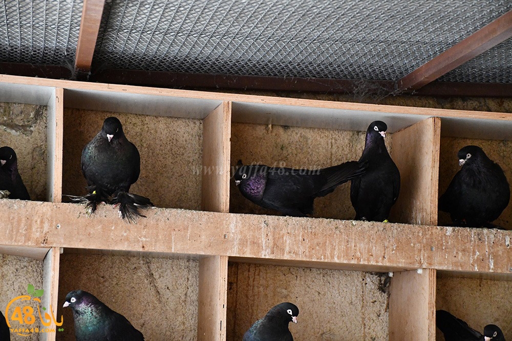 zohdi 3ashoor (10).jpeg